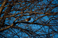 04.17.15 - Spring's Arrival