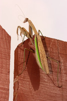 Praying Mantis 9.20.13