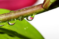 Water Drop Photos 6.29.13