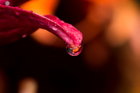 06.28.15 - After the Rain