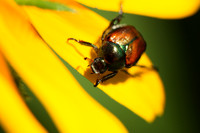 Some Shots In The Yard