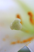 Flower Shots